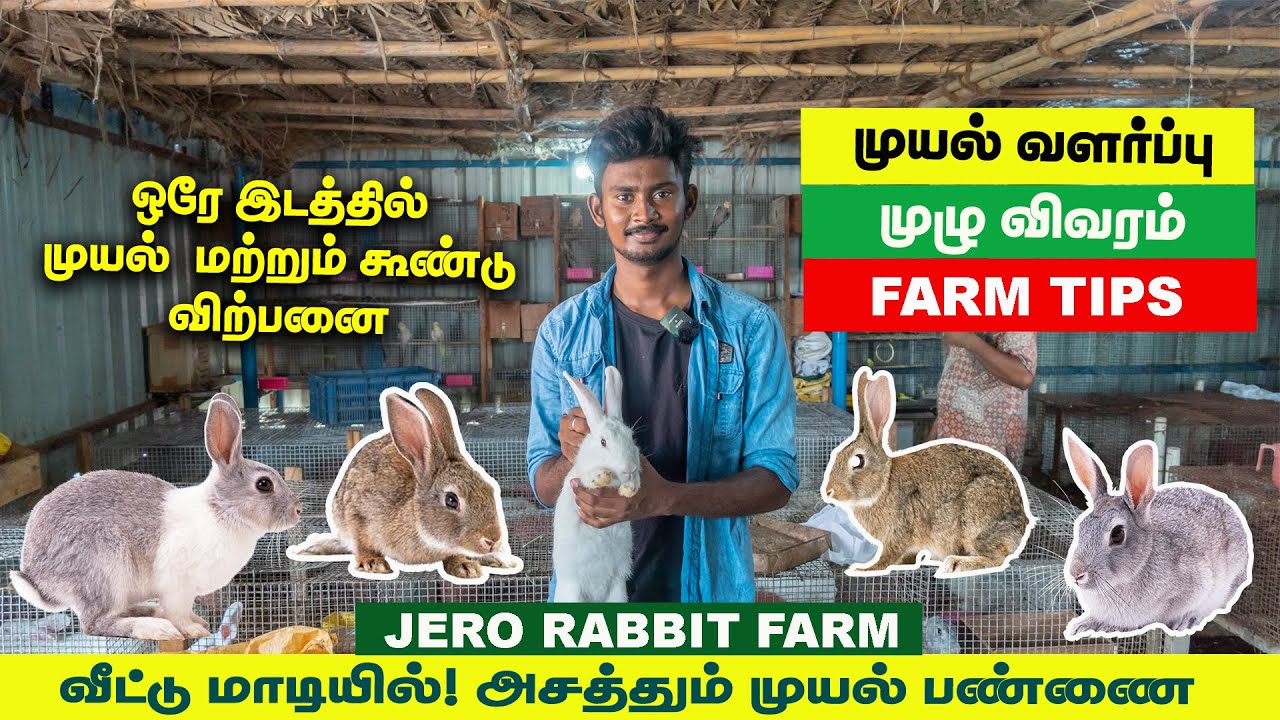 முயல் பண்ணை முழு விவரம் | Muyal pannai | Jero Rabbit farm Trichy | Rabbit sale | Vlog Tamizha