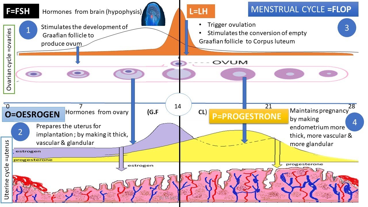 Menstrual cycle (Menstruation ); grade 12 life sciences | M. SAIDI | ThunderEDUC