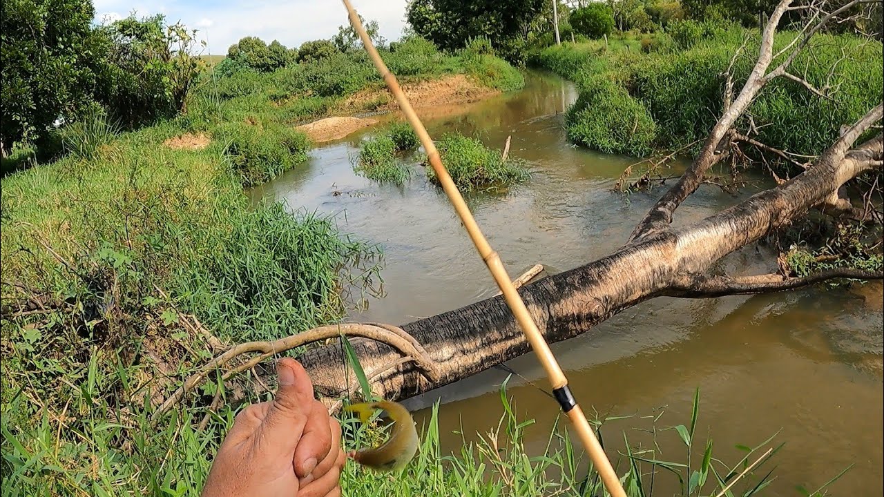 FIQUEI ASSOMBRADO COM ESSE C&Oacute;RREGO, NUNCA VI TANTO PEIXE NA VIDA. Pesca caipira.