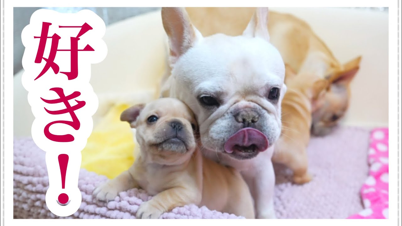 子犬「遊んで！」ビアンカ「えぇ…？」の温度差が面白すぎる動画【フレブルの子犬】
