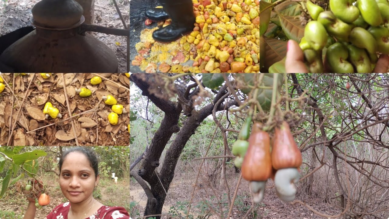 Goan cashew harvesting/biggest cashew tree forest/Art of making cashew feni .