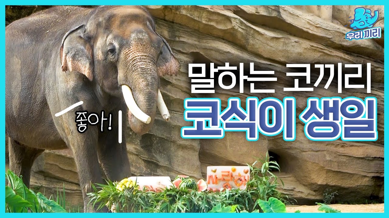 (SUB) День рождения говорящего слона Косика🐘 │Everland Lost Valley