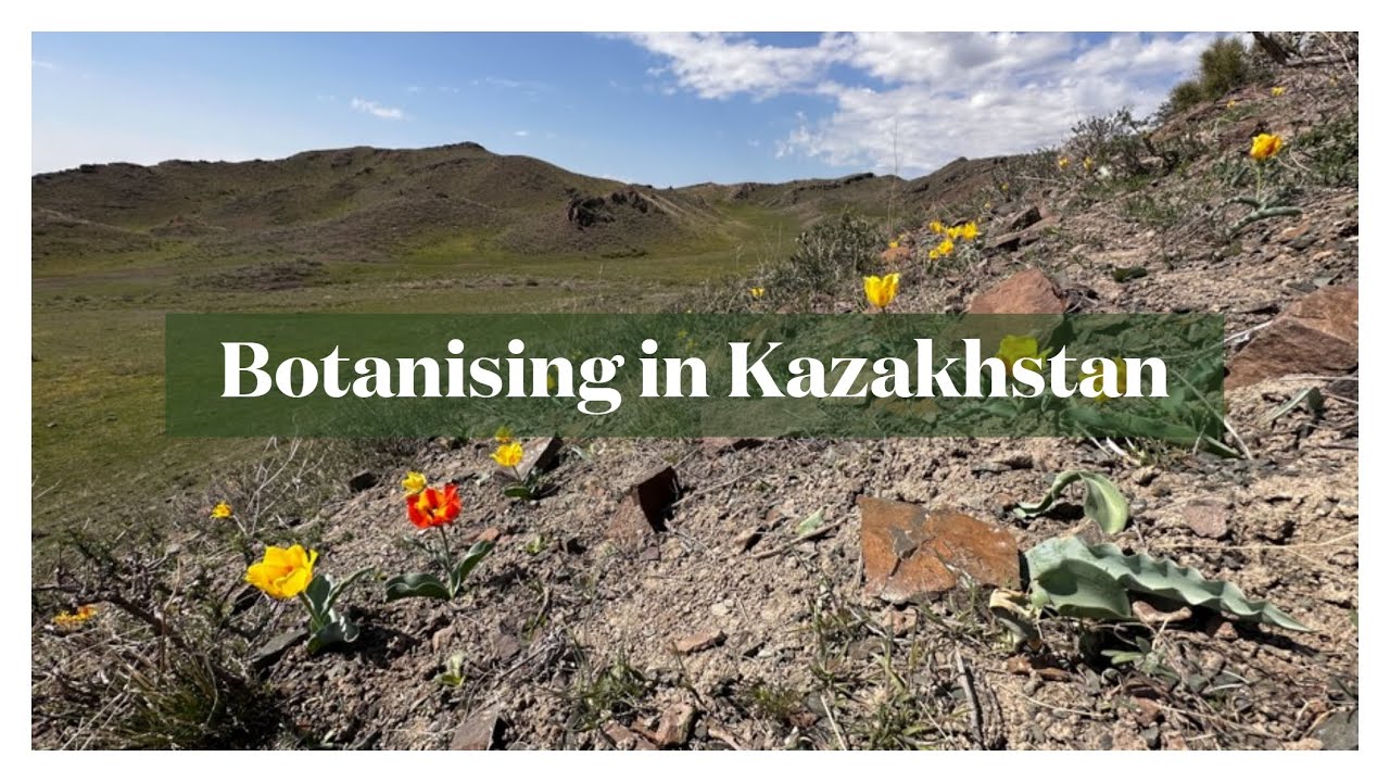 Botanising in Kazakhstan