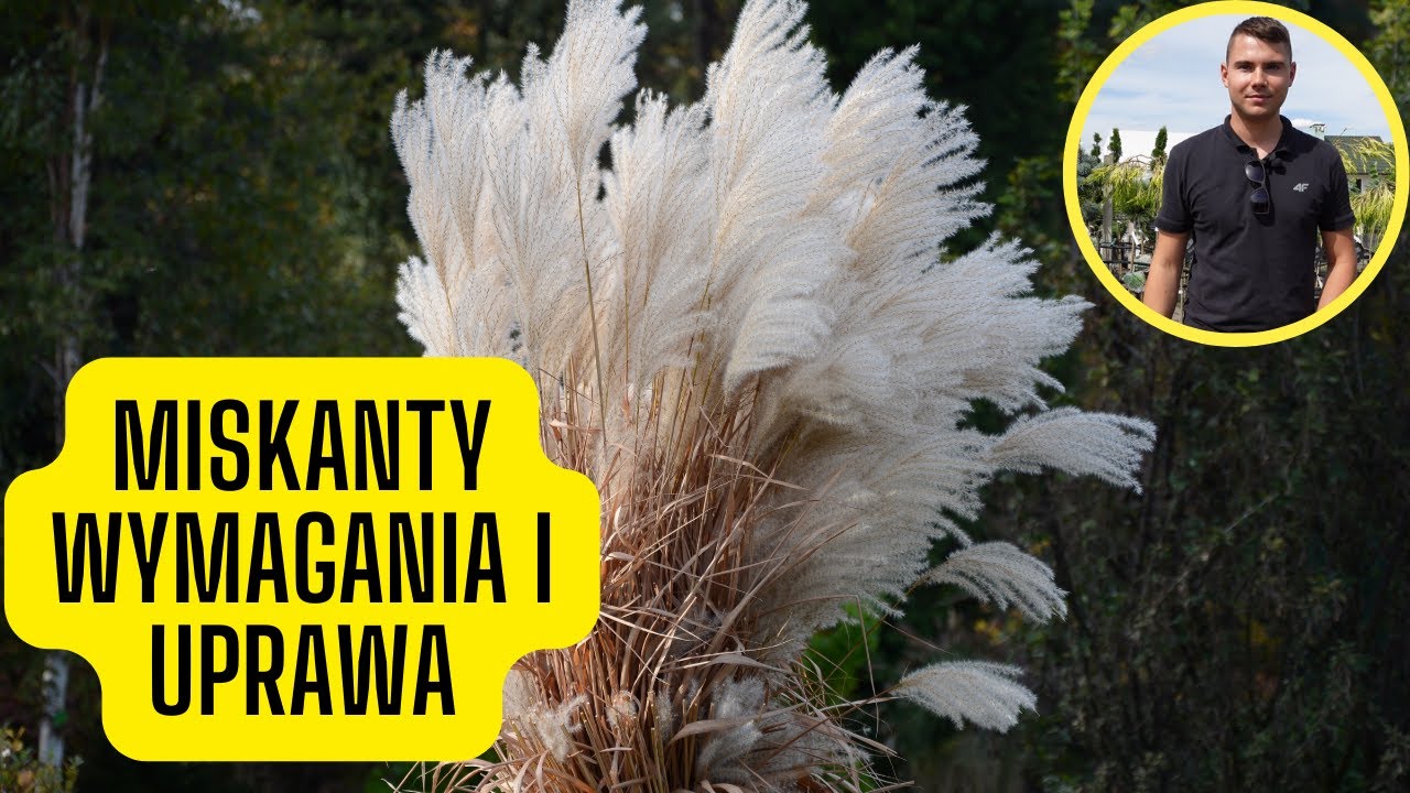 Miskant &ndash; wymagania i uprawa. Okazała, wieloletnia i mrozoodporna trawa ozdobna