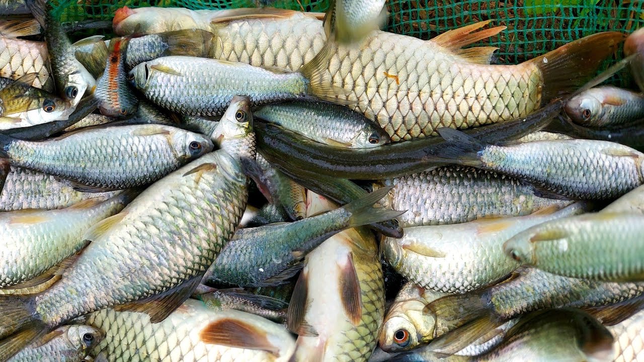 Kéo vó bắt cá đồng đầu mùa mưa ở miền trung_Nhìn cá nhảy thấy mà ham_tập1//Catching copper fishing
