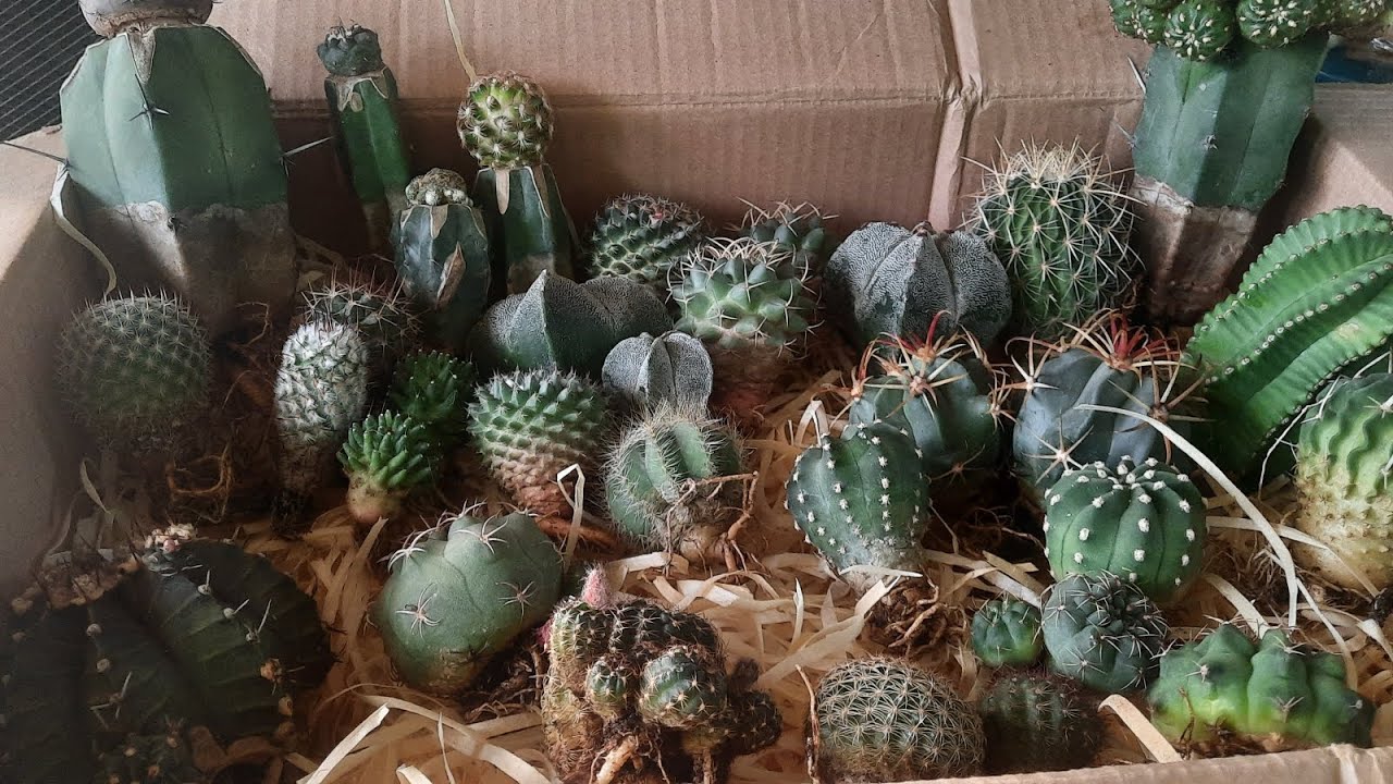 RECEBIDO DOS SONHOS PARTE 1 NOVOS CACTOS PARA COLEÇÃO VINDO DA @FdjCactus | TEM TAMBEM CACTOS RAROS🤩