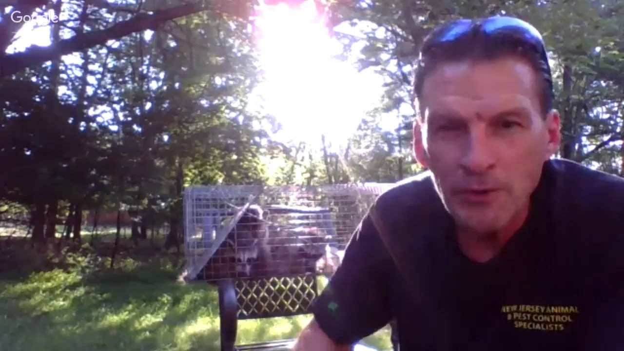 RACCOON REMOVAL SERVICES - RACCOON REMOVAL NEAR ME - CALL (862) 658-2086