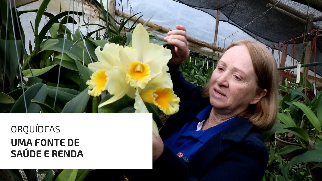 Orquídeas que trazem saúde e renda!