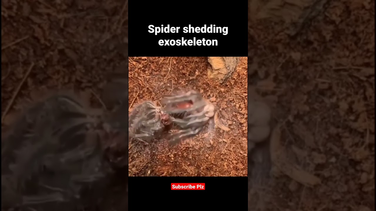Spider shedding exoskeleton #shorts #shortsfeed #youtubeshorts