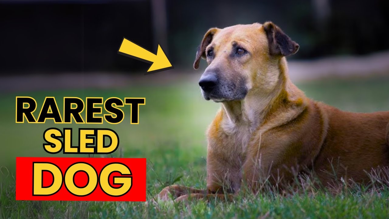Rare Dogs of the World, The Chinook. American's Sled Dog