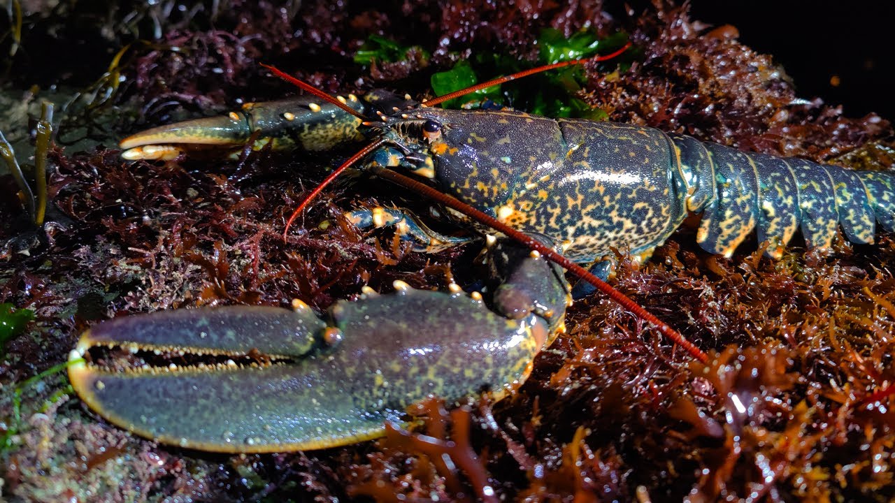 Foraging for BIG Lobsters at Night - BBQ Lobster Catch and Cook - Loads of Sea Creatures Found!!