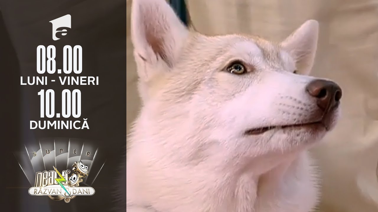 Totul despre temperamentul câinelui Husky Siberian