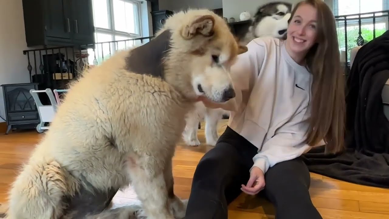 Phil's Best Friend Returns And He Cries!! This Dog Is So Emotional! (Cutest Ever!!)