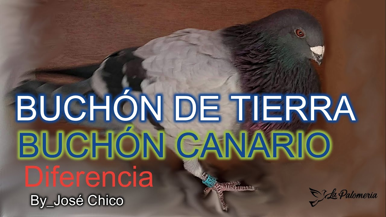 Buchón de Tierra y Canario Diferencias