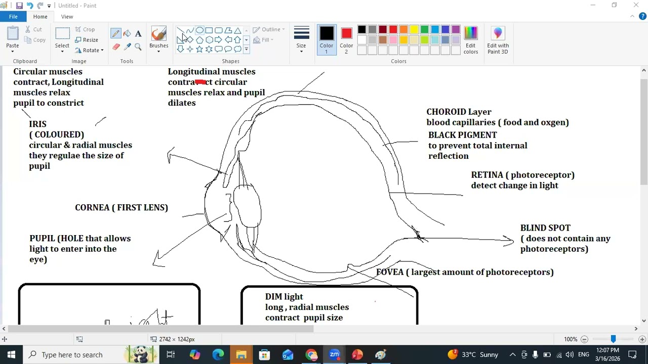 VISUAL AND AUDITORY PATHWAY PART (I)