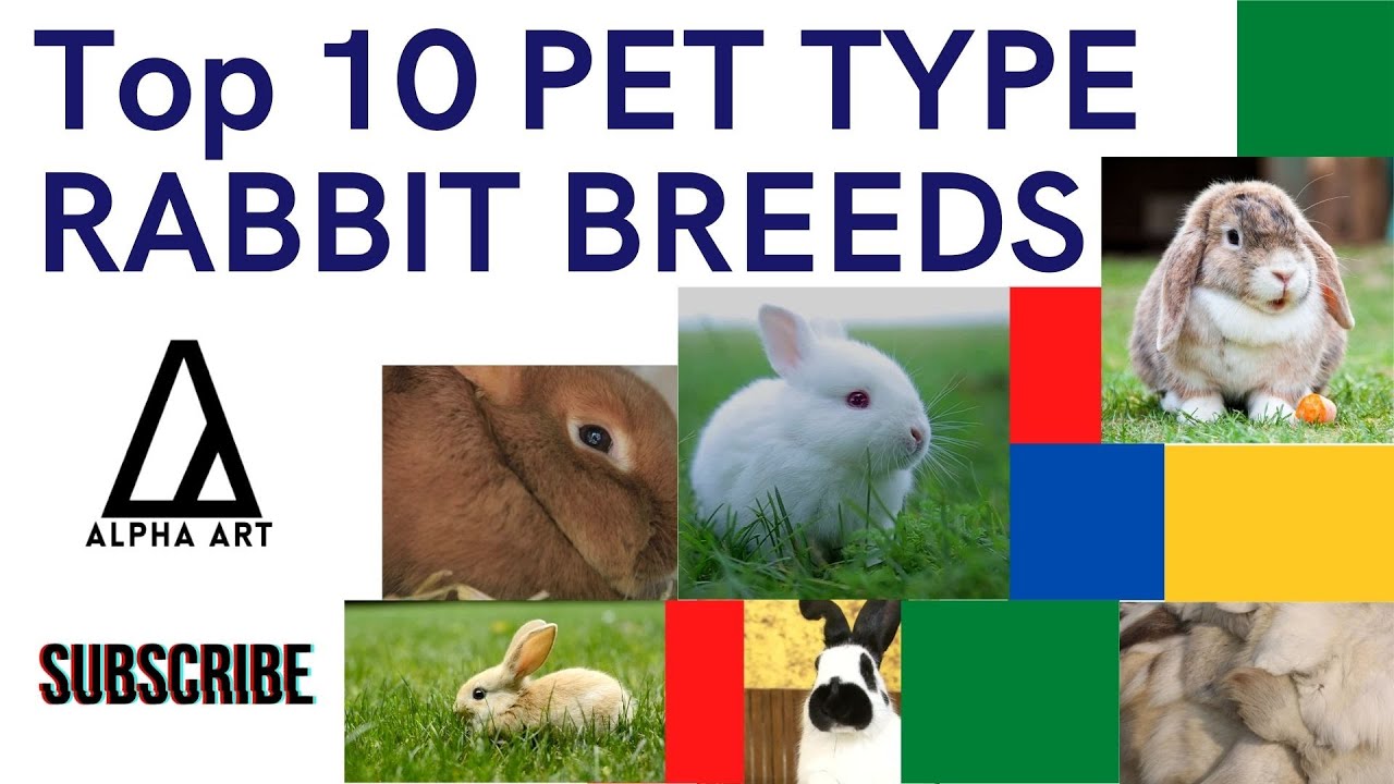 Top 10 Pet Type Rabbit Breeds
