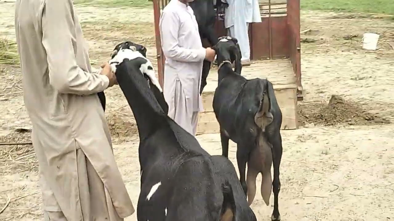 بکریاں لوڈ ہو رہی ہیں اور اس کے مناظر دیکھیں ماشاللہ بہت خوبصورت مناظر دیکھیں 