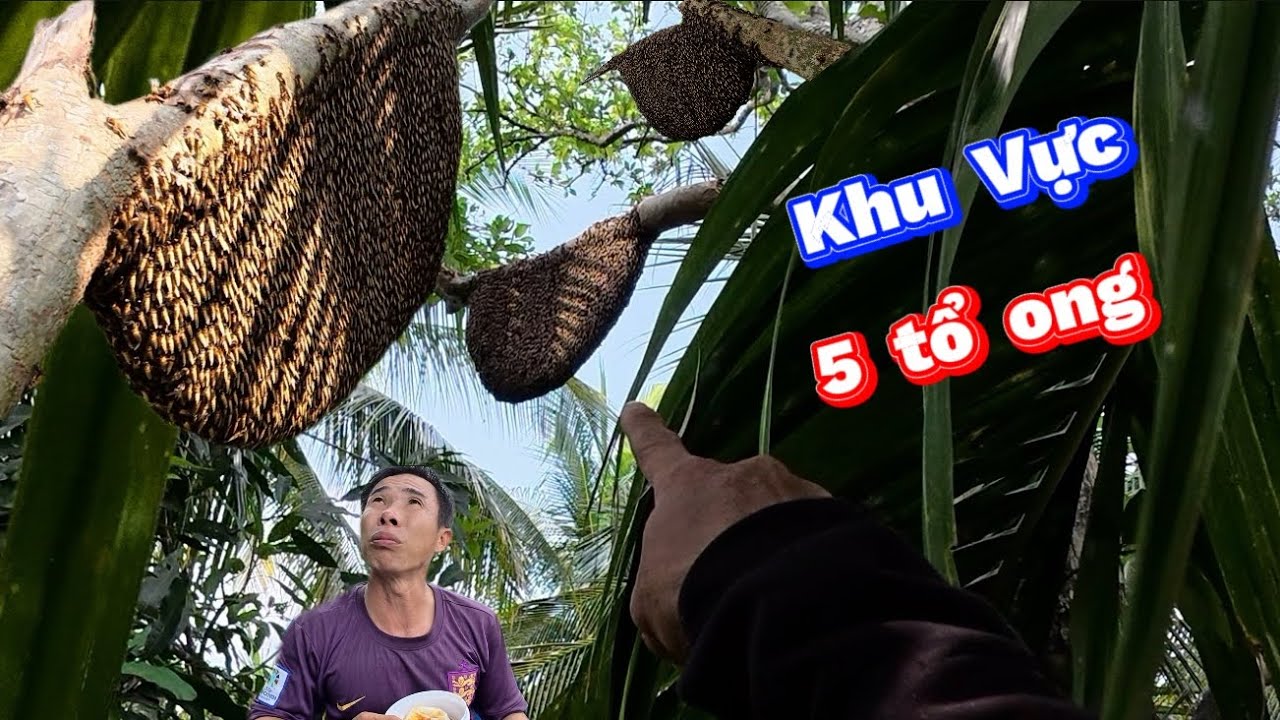 Tìm Theo NGUỒN MẬT Ngây Luồng Phát Hiện 5 Tổ Ong. Following the SOURCE OF HONEY, we found 5 beehives