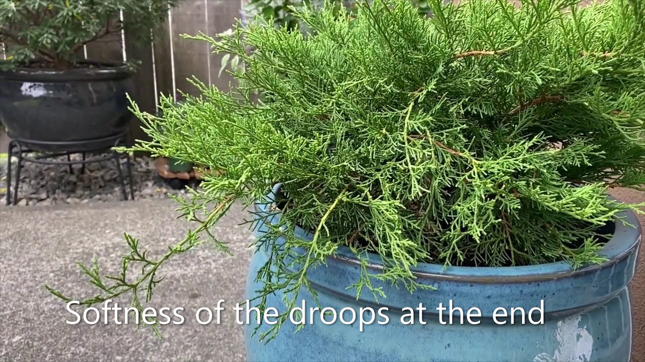 Juniper 