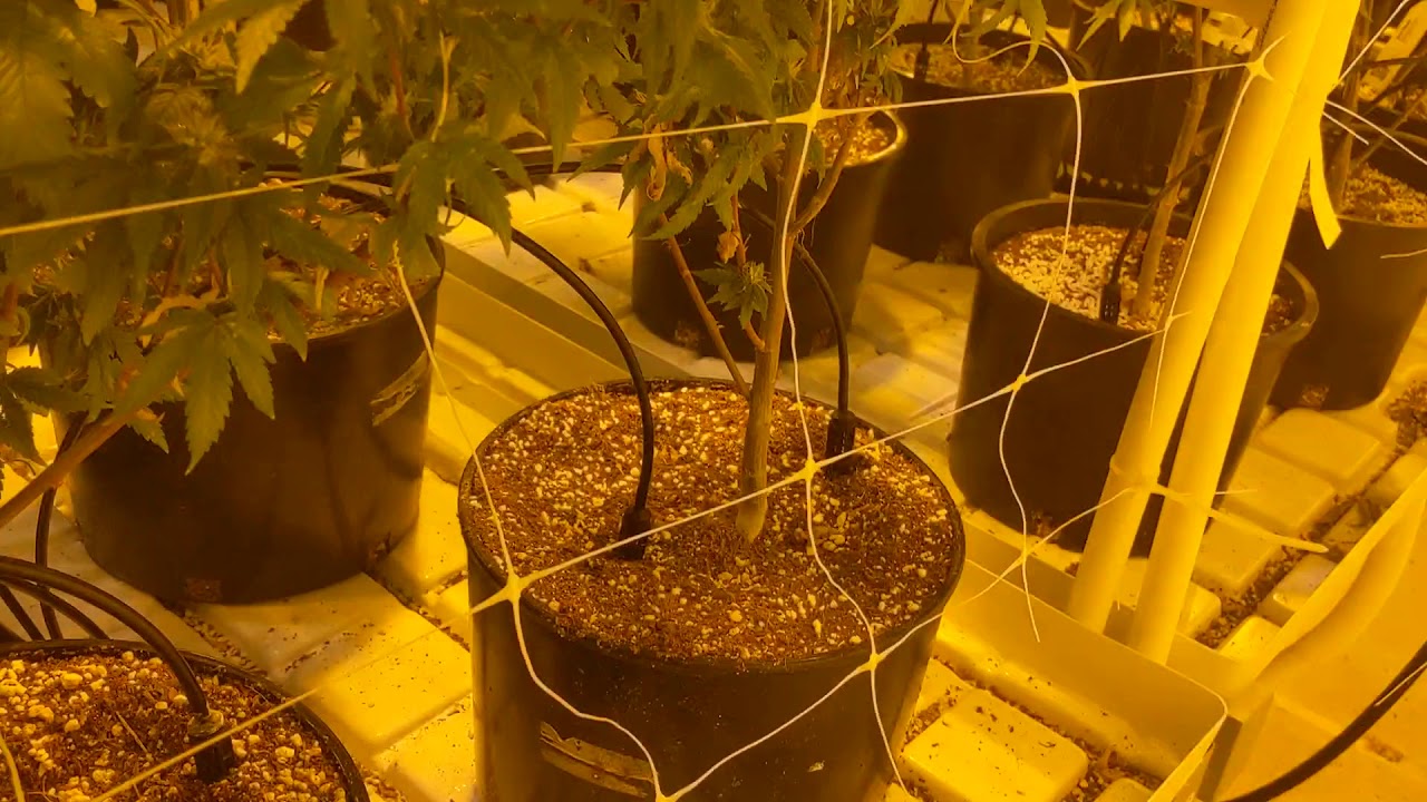 Flowering Room at Organic Innovations