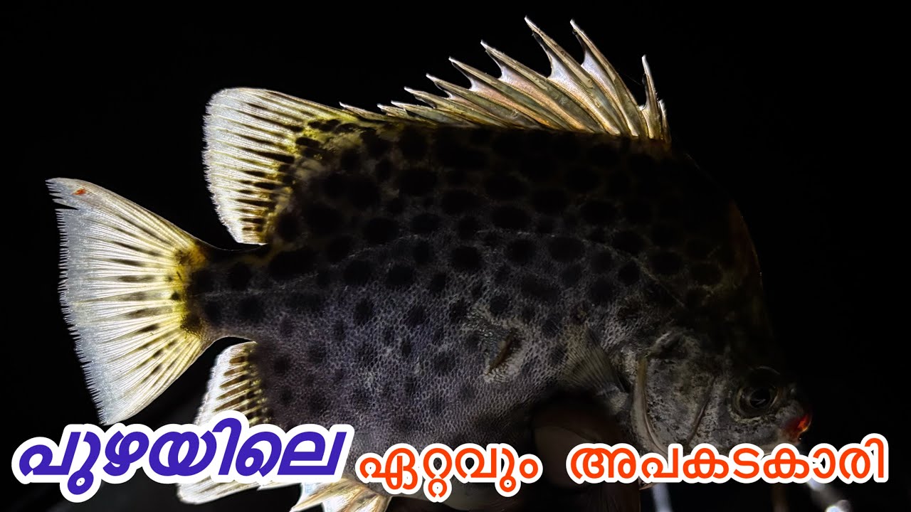 പുഴയിലെ ഏറ്റവും അപകടകാരിയായ മീൻ 