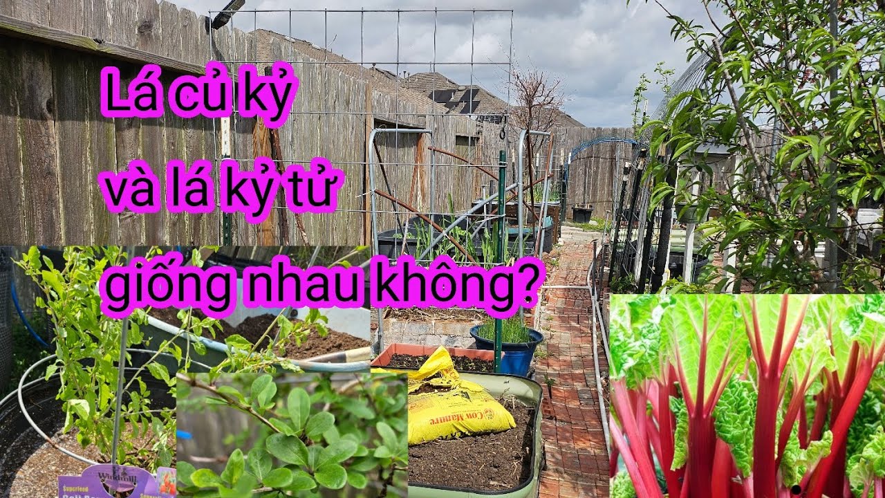 #663:Trồng Rhubarb, bí đỏ, sang chậu cho cà ớt,trồng cây kỷ tử rồi phân biệt giữa củ kỷ và kỷ tử .