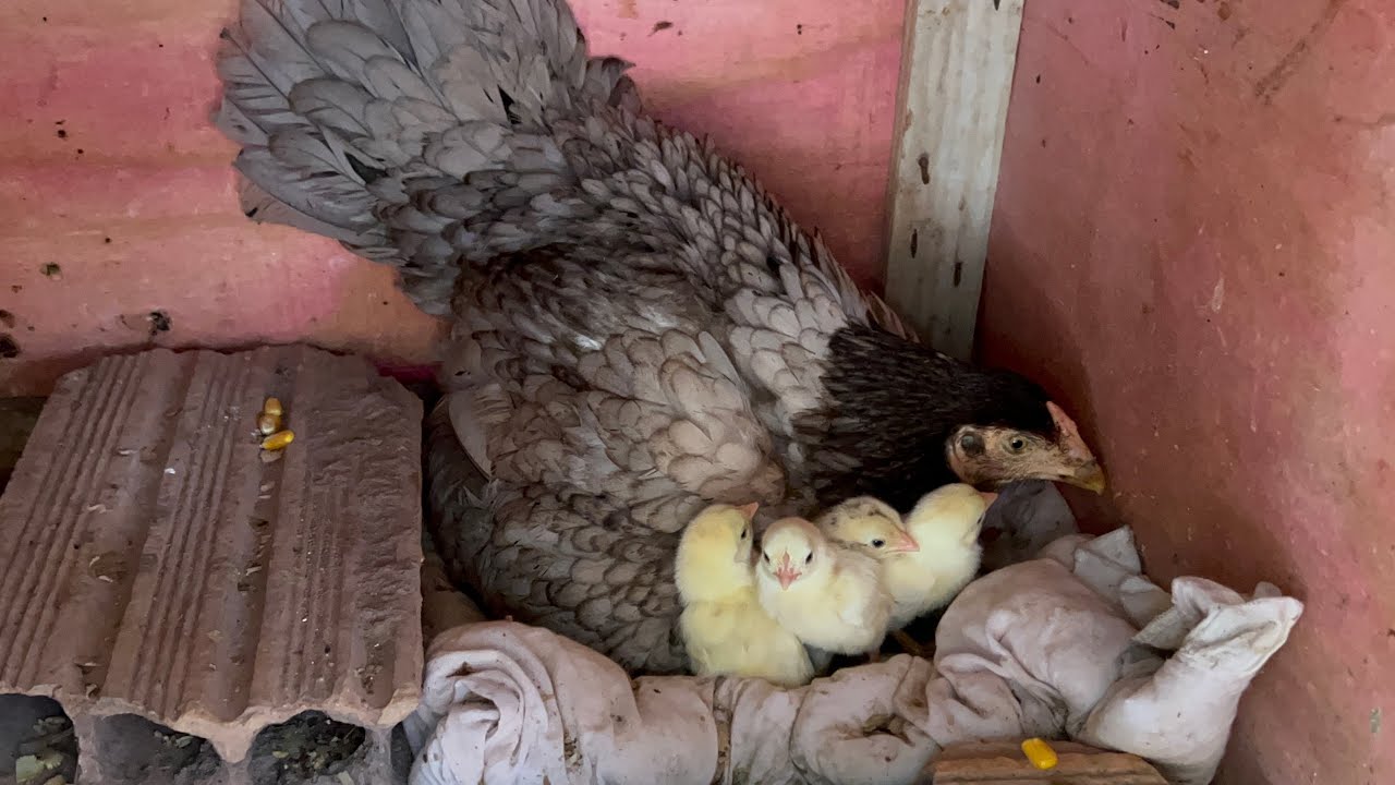 MINHA CRIAÇÃO ESTÁ CADA VEZ MAIOR! VEJA MINHA HUMILDE COCHEIRA