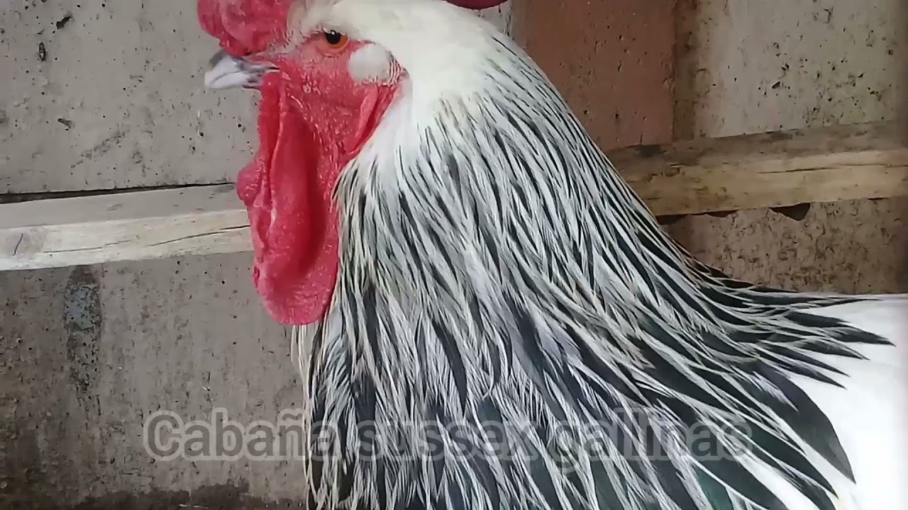 Cabaña Sussex Gallinas
