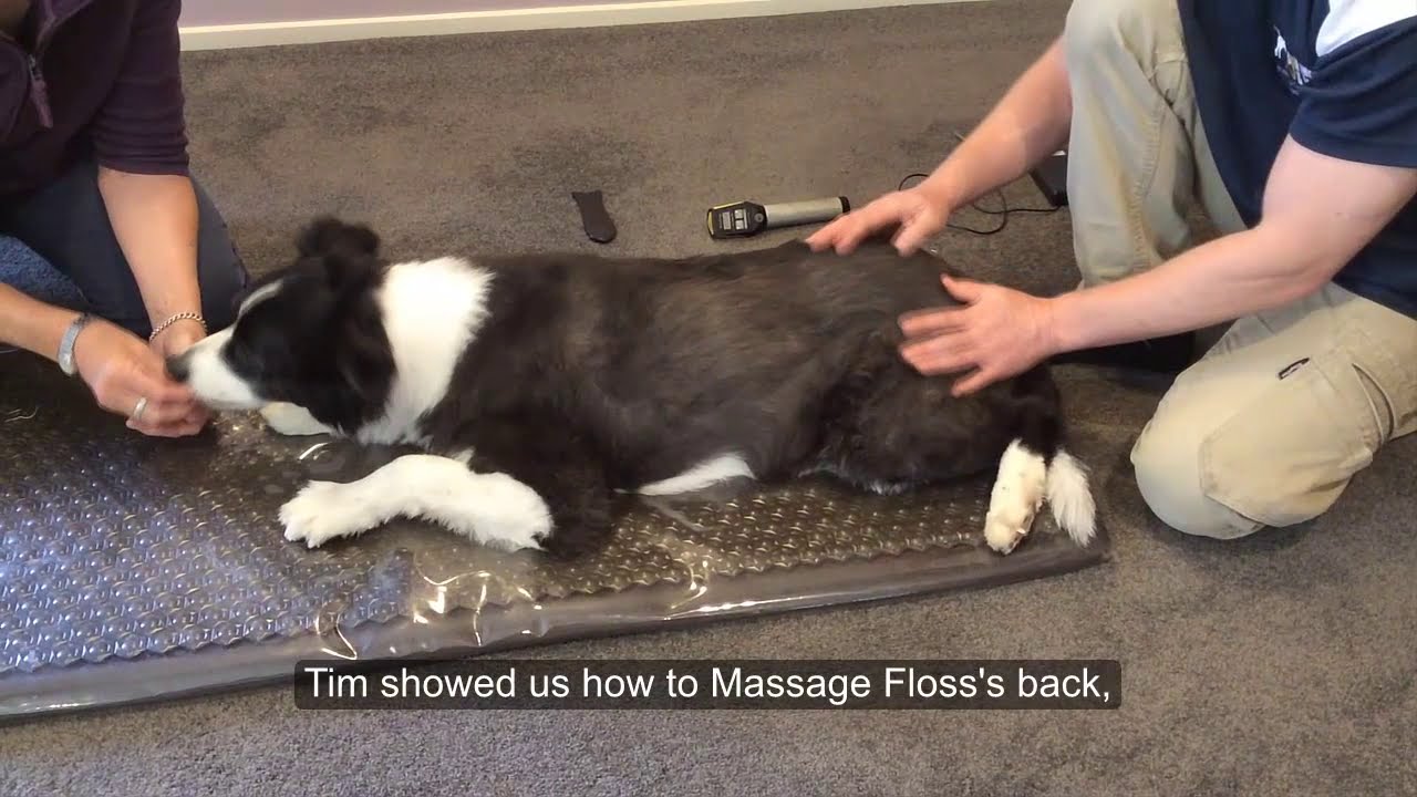 Floss the 14 year old Border Collie has Arthritis ... this is what her family did to help her.