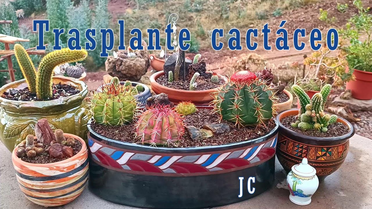 Cactus en hermosa maceta DOMINICANA #trasplante #suculentas #cactus