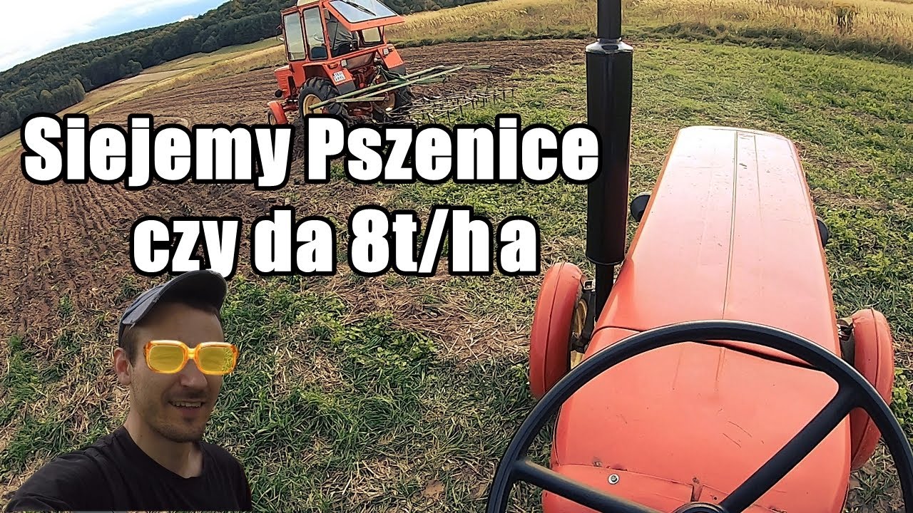 Siew pszenicy u Stacha odmiana Patras/ Hmm czy będzie 8t z hektara ?