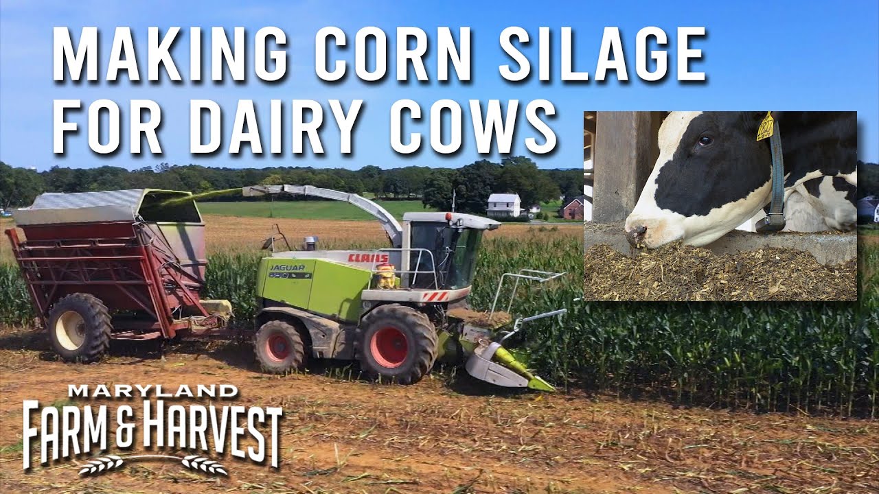 Making Corn Silage for Dairy Cows | Maryland Farm & Harvest