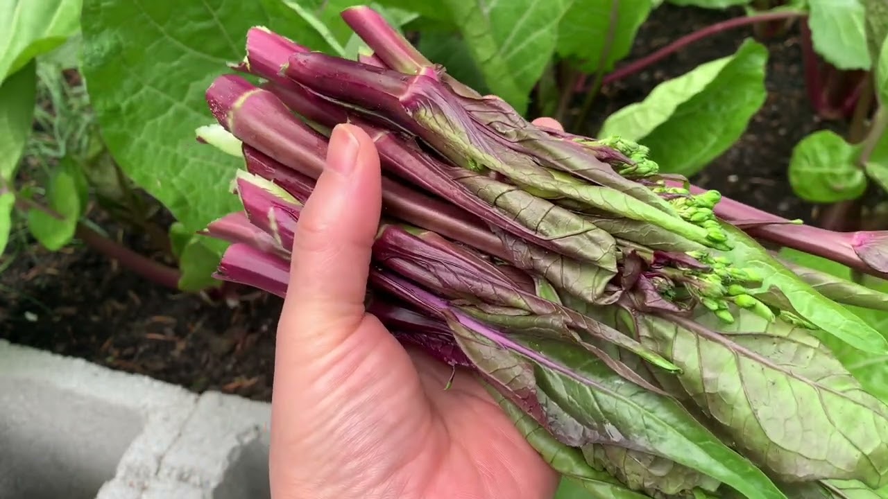 红菜苔，春秋两季都能种，好种无虫害， 超市买不到在家轻松种！