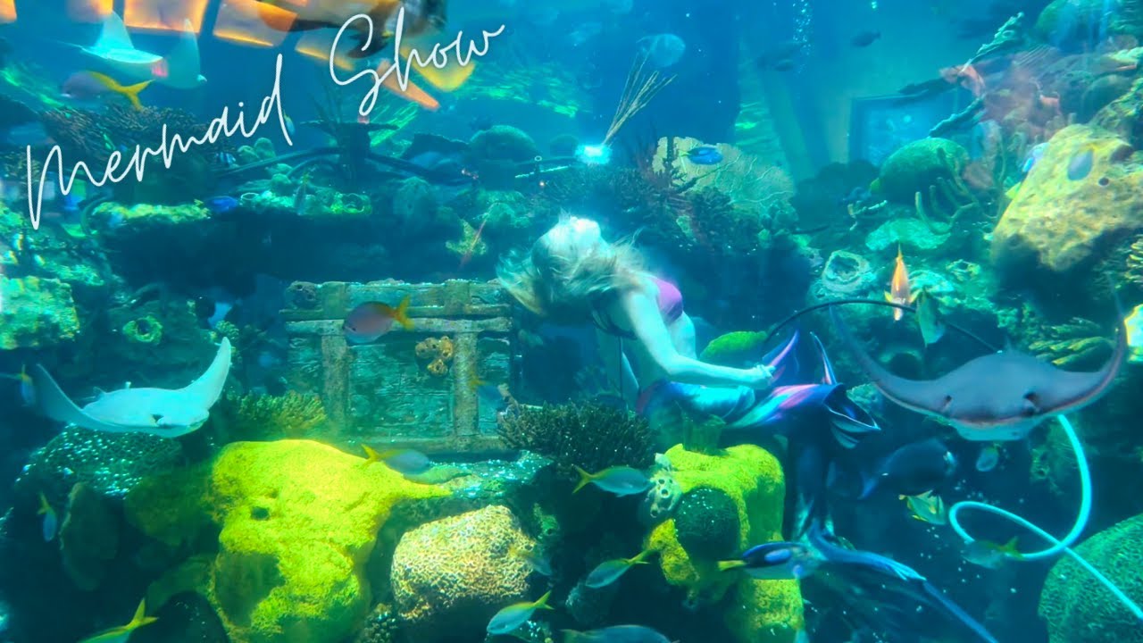 Best Free Attraction in Las Vegas || Mermaid Show || Stingray Feeding || Silverton Aquarium