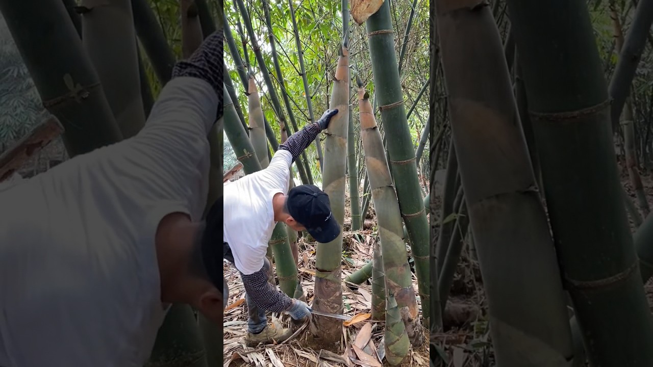 Cutting bamboo shoots in a bamboo forest: exploring traditional skills in nature