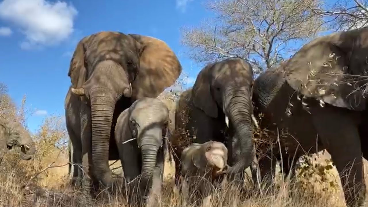Be Inspired by the Jabulani Elephant Herd!