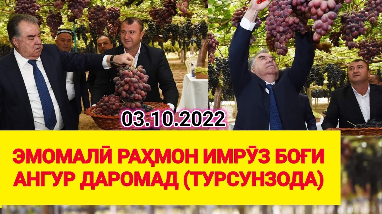 ЭМОМАЛӢ РАҲМОН БОҒИ АНГУР ДРОМАД / 6 Килоҳай Ангур (Дидаги ҲАЙРОН шуд) БИНЕН