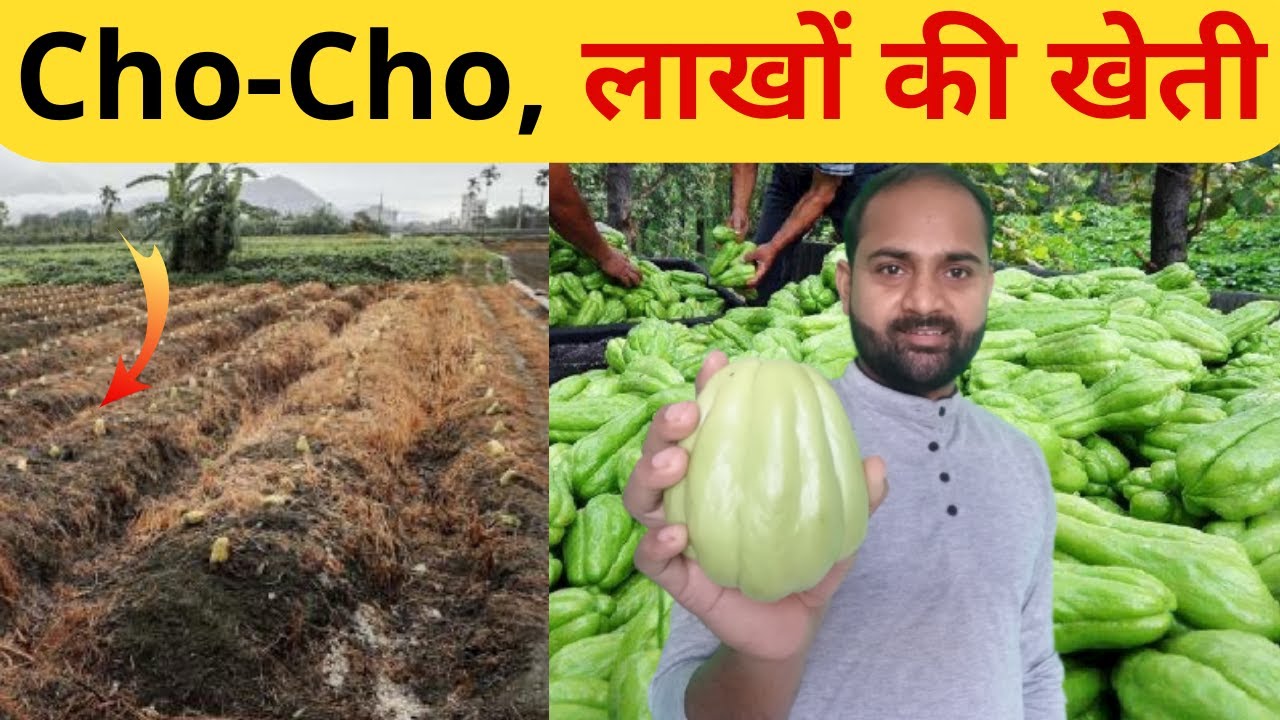 Cho Cho Farming 🍐💵Chow-Chow Ki Kheti II Coyote Farming Model II chayote Farming In India [ A To Z ]