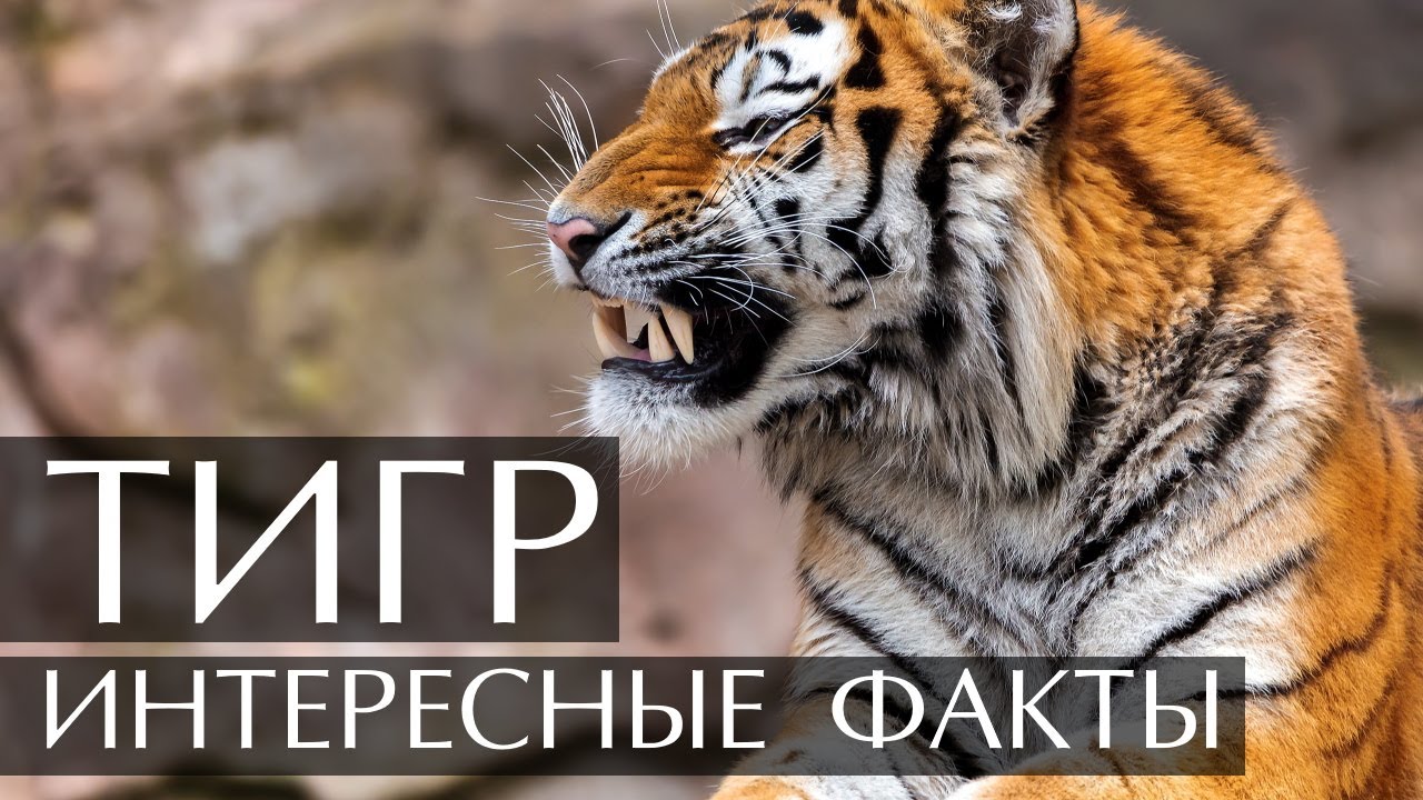 Тигр - интересные факты