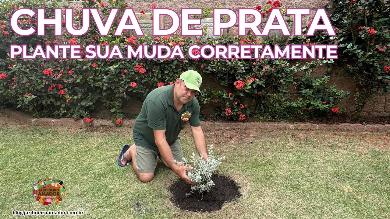 Chuva de Prata | Como Plantar Sua Muda Corretamente