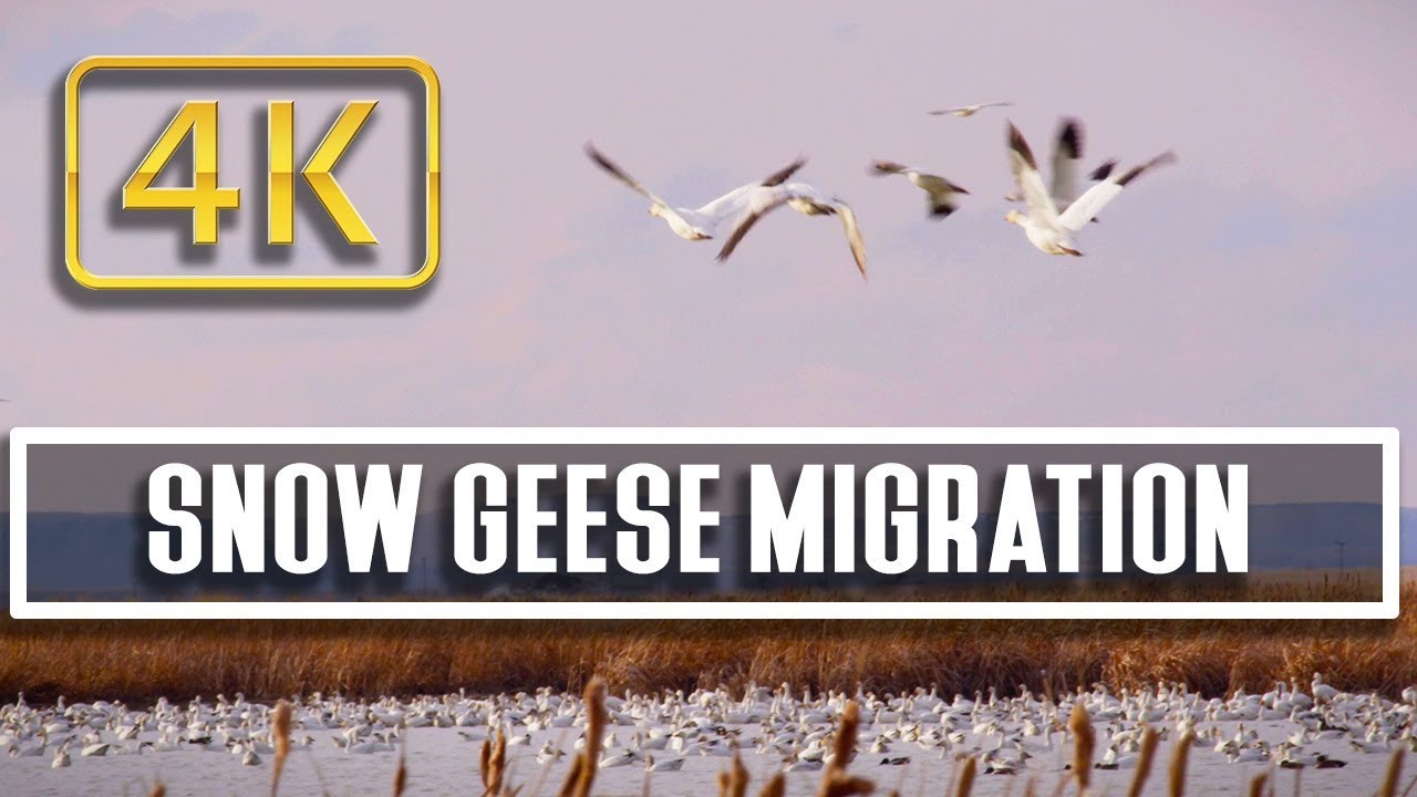Snow Goose Migration at Freezeout Lake,  Montana: Nature Relaxation Therapy 4K