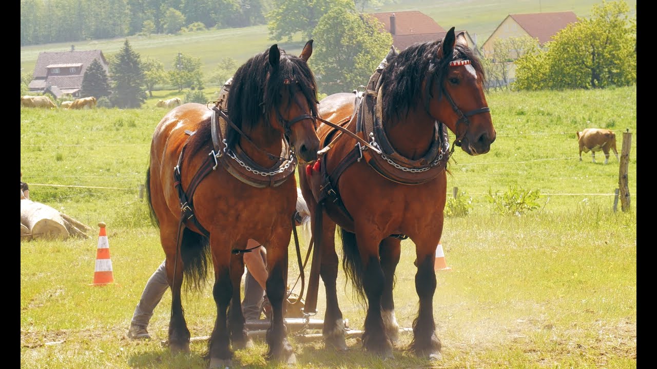 Kvalifikace ovladatelnosti v kládě a těžký tah.   Frýdlant v Čechách  🇨🇿  .27.5.2023