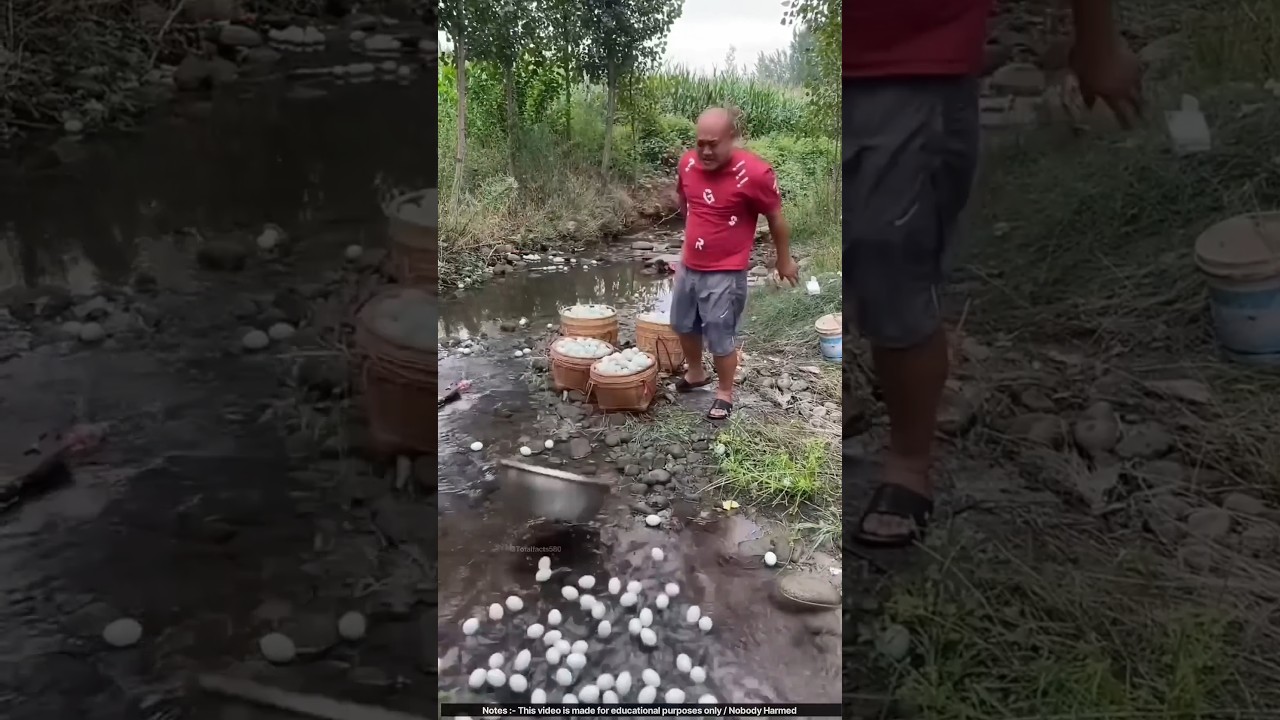 How Chinese Duck Farmers Turn Bad Eggs into Eggs into PROFIT! 🦆🥚