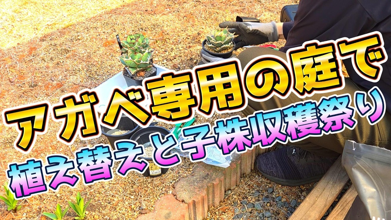 アガベ育成専用の庭！ネームド植え替えと子株収穫祭り！植物シーズンイン！イラン アガベ チタノタ オテロイ ビザールプランツ 塊根 株 イベント agave 黒豹