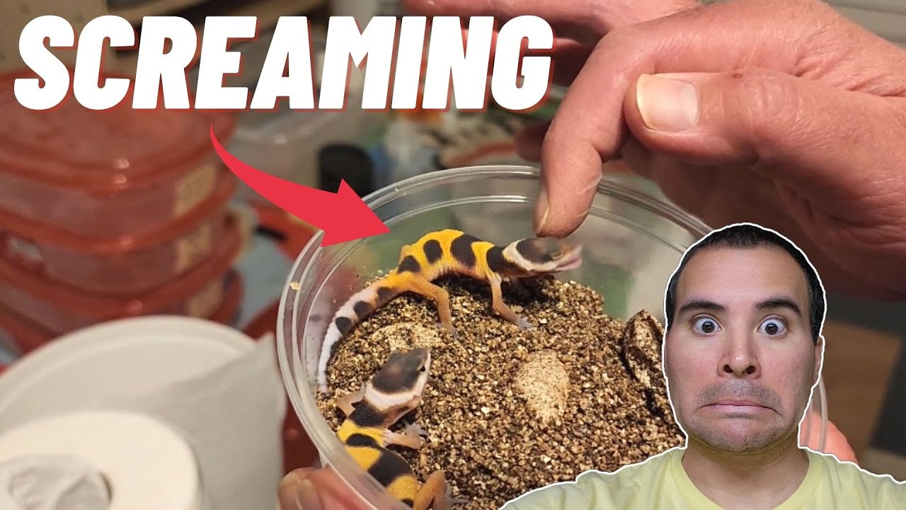 Afghanicus Snows Breeding & Setting up baby Clown Inferno Leopard Geckos! 🤓