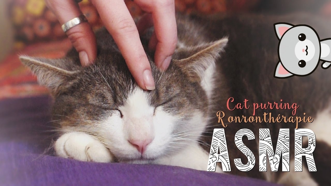 ASMR Français ~ Cat purring / Ronronnement - Ronronthérapie