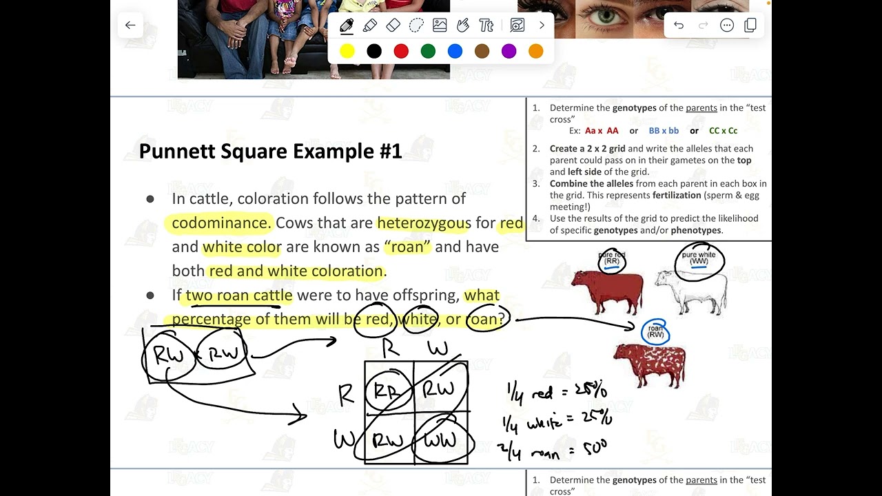 Incomplete Dominance & Codominance Punnett Square Problems