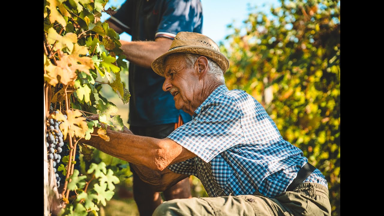 Manzone Giovanni, la Vendemmia 2023 dei nostri Nebbiolo da Barolo