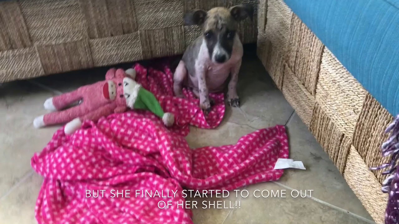 SCARED PUPPY HIDING IN GUTTER GETS SAVED!!!