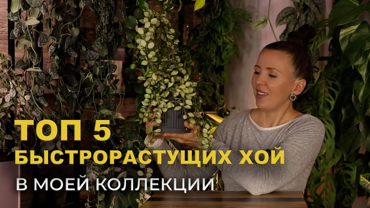 ХОЙИ для НАЧИНАЮЩИХ и не только / ДО и ПОСЛЕ / в каких условиях так БЫСТРО РАСТУТ мои ХОЙИ 